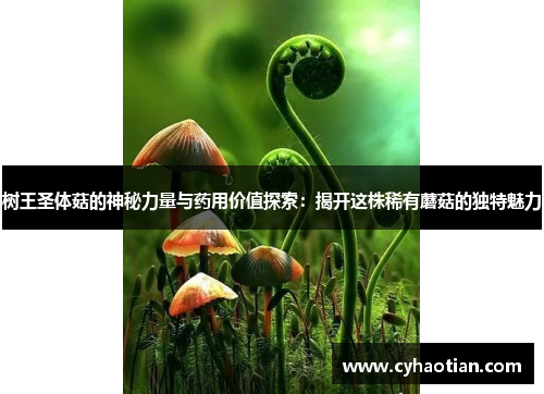 树王圣体菇的神秘力量与药用价值探索：揭开这株稀有蘑菇的独特魅力