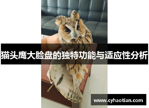 猫头鹰大脸盘的独特功能与适应性分析